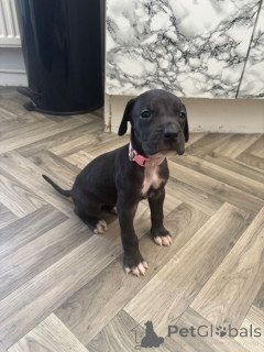 Foto №4. Ich werde verkaufen deutsche dogge in der Stadt Schöneit. quotient 	ankündigung - preis - 580€