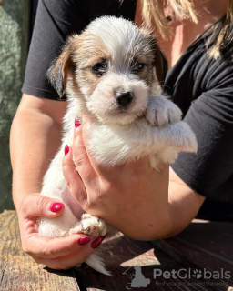 Foto №1. jack russell terrier - zum Verkauf in der Stadt Belgrad | verhandelt | Ankündigung № 119731