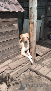 Foto №2 zu Ankündigung № 148956 zu verkaufen mischlingshund - einkaufen Russische Föderation quotient 	ankündigung