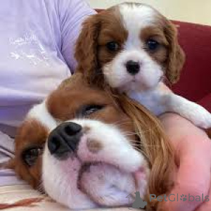 Foto №2 zu Ankündigung № 164691 zu verkaufen cavalier king charles spaniel - einkaufen Finnland quotient 	ankündigung, züchter