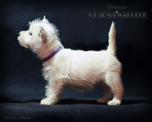 Foto №2 zu Ankündigung № 1632 zu verkaufen west highland white terrier - einkaufen Moldawien vom kindergarten