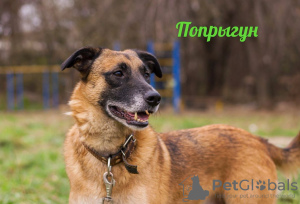 Foto №1. mischlingshund - zum Verkauf in der Stadt Москва | Frei | Ankündigung № 17920