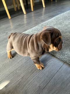 Foto №1. englische bulldogge - zum Verkauf in der Stadt Brüssel | 300€ | Ankündigung № 167817