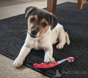Foto №1. jack russell terrier - zum Verkauf in der Stadt Crefind | 450€ | Ankündigung № 169447
