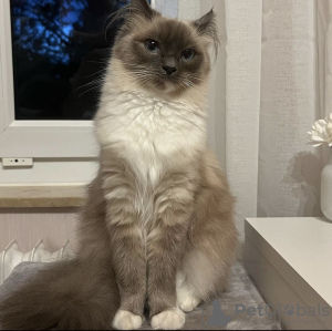 Foto №2 zu Ankündigung № 101775 zu verkaufen ragdoll-katze - einkaufen Deutschland quotient 	ankündigung, züchter