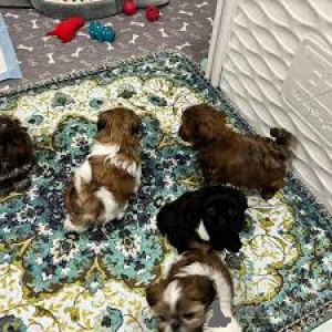 Foto №2 zu Ankündigung № 162419 zu verkaufen shih tzu - einkaufen Belgien quotient 	ankündigung, züchter