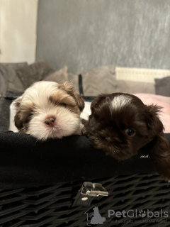 Foto №2 zu Ankündigung № 103517 zu verkaufen shih tzu - einkaufen Deutschland quotient 	ankündigung