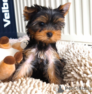 Foto №3. Yorkshire-Terrier-Welpen. Schweden