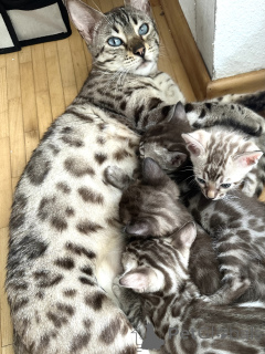 Foto №1.  - zum Verkauf in der Stadt Karlsruhe | verhandelt | Ankündigung № 146423