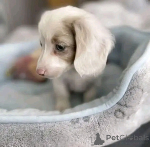 Foto №2 zu Ankündigung № 164546 zu verkaufen dackel - einkaufen Finnland quotient 	ankündigung, aus dem tierheim