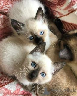 Foto №2 zu Ankündigung № 172852 zu verkaufen siamkatze - einkaufen Niederlande quotient 	ankündigung