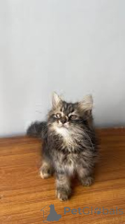 Foto №3. Himalaya-Kätzchen zu verkaufen. Finnland