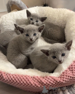 Foto №1. russisch blau - zum Verkauf in der Stadt Ludwigshafen | 350€ | Ankündigung № 151259