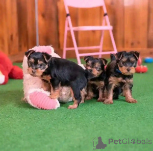Foto №2 zu Ankündigung № 172071 zu verkaufen yorkshire terrier - einkaufen Deutschland züchter