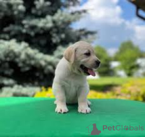 Foto №4. Ich werde verkaufen labrador retriever in der Stadt Amsterdam. quotient 	ankündigung, züchter - preis - Frei