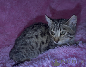 Foto №1. savannah-katze - zum Verkauf in der Stadt Cochem | 350€ | Ankündigung № 173533
