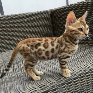 Foto №3. Zum Verkauf stehen männliche und weibliche Bengalkatzen. Albanien