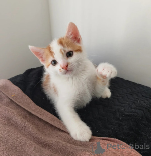 Foto №1. american shorthair - zum Verkauf in der Stadt Estingen | 350€ | Ankündigung № 178441
