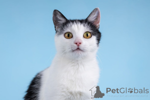 Foto №4. Ich werde verkaufen  in der Stadt Chimki. aus dem tierheim - preis - Frei