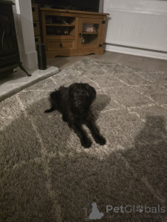 Foto №1. labrador retriever - zum Verkauf in der Stadt Ath | 400€ | Ankündigung № 157790