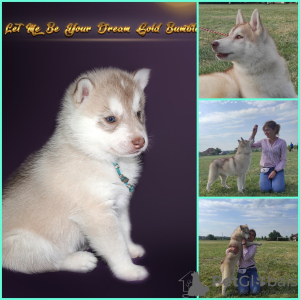 Foto №2 zu Ankündigung № 13222 zu verkaufen siberian husky - einkaufen Ukraine vom kindergarten