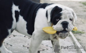 Foto №1. englische bulldogge - zum Verkauf in der Stadt Minsk | 577€ | Ankündigung № 25371