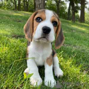 Foto №2 zu Ankündigung № 127392 zu verkaufen beagle - einkaufen Deutschland quotient 	ankündigung