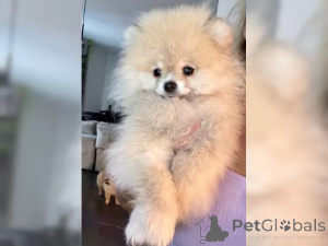 Foto №3. Zwergspitz Pomeranian Welpen. Deutschland