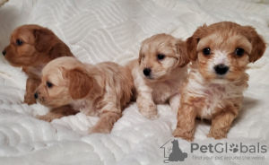 Foto №3. Welpen. USA