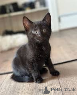 Foto №3. Chatons Bombay sind à la vente verfügbar.. Belgien