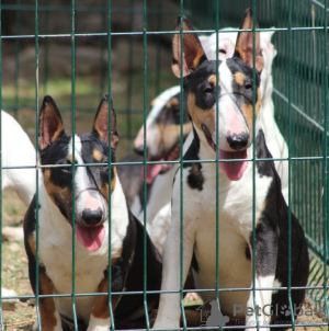 Foto №2 zu Ankündigung № 119655 zu verkaufen bullterrier - einkaufen Serbien 