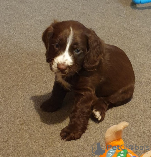 Foto №2 zu Ankündigung № 132183 zu verkaufen  - einkaufen Schweiz 