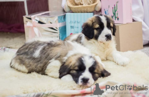 Foto №1. moskauer wachhund - zum Verkauf in der Stadt Melitopol | 245€ | Ankündigung № 10832