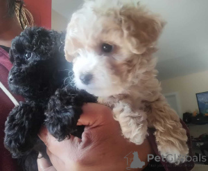 Foto №2 zu Ankündigung № 150142 zu verkaufen maltipu - einkaufen Deutschland quotient 	ankündigung, züchter