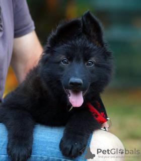 Zusätzliche Fotos: Wunderschöne dsh Deutsche Schäferhundwelpen.