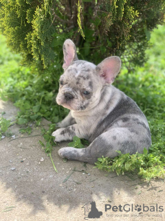 Zusätzliche Fotos: Hallo Französische Bulldoggenwelpen zu verkaufen.