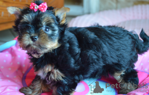 Foto №1. yorkshire terrier - zum Verkauf in der Stadt Busko-Zdrój | 382€ | Ankündigung № 56033