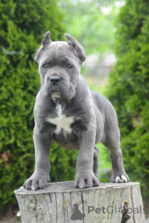 Foto №2 zu Ankündigung № 168823 zu verkaufen cane corso italiano - einkaufen Serbien 
