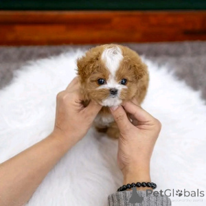 Foto №1. pudel (toy) - zum Verkauf in der Stadt Chicago | verhandelt | Ankündigung № 137537