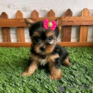 Foto №2 zu Ankündigung № 123113 zu verkaufen yorkshire terrier - einkaufen USA 