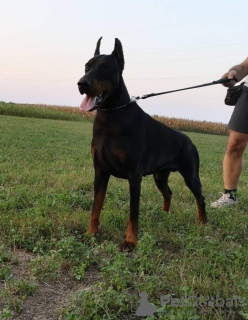 Zusätzliche Fotos: Dobermann BESTE Welpen