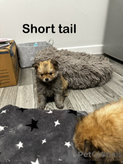 Foto №4. Ich werde verkaufen pommersche spitz in der Stadt Texas City.  - preis - 2000€