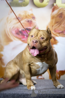 Foto №2. Paarung Service american bully. Preis - verhandelt