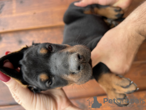 Foto №4. Ich werde verkaufen dobermann in der Stadt Zakrzówek. züchter - preis - 2000€