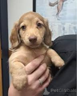 Foto №2 zu Ankündigung № 165981 zu verkaufen dackel - einkaufen Portugal quotient 	ankündigung, züchter