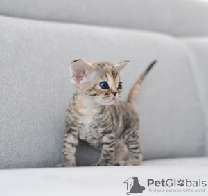 Foto №3. Weiblicher Devon Rex. Deutschland