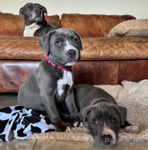 Foto №2 zu Ankündigung № 119896 zu verkaufen staffordshire bull terrier - einkaufen Slowenien quotient 	ankündigung