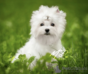 Foto №1. biewer terrier - zum Verkauf in der Stadt St. Petersburg | verhandelt | Ankündigung № 116741