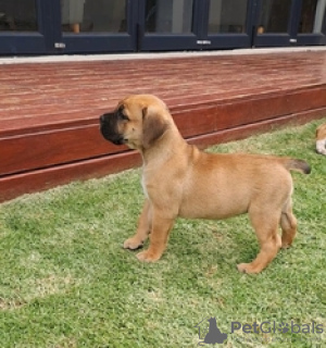 Foto №2 zu Ankündigung № 124078 zu verkaufen rhodesian ridgeback - einkaufen Finnland quotient 	ankündigung