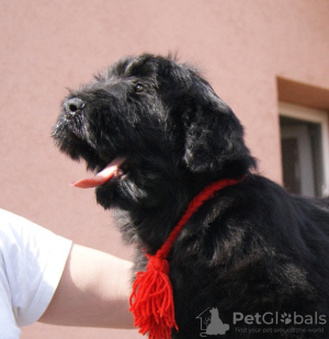 Foto №3. Schwarze russische Terrier-Welpen. Serbien